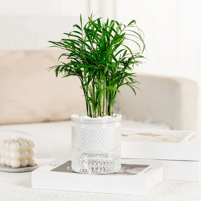 Water Absorbing Plastic Plant Pot